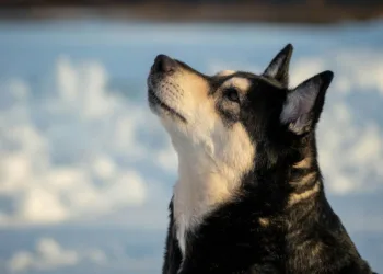 Ilustrasi anjing herder.